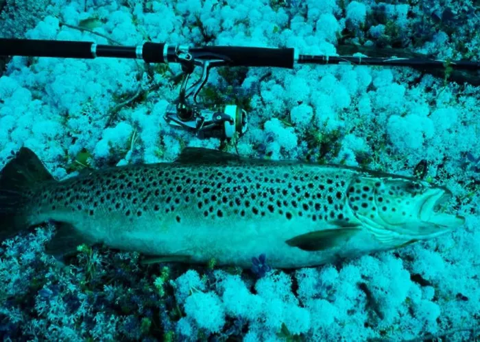 Cozy On Sjusjolia By The Trail Network Sauna Sjusjøen